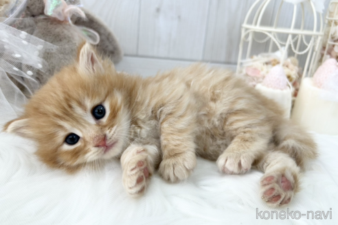 成約済の大阪府のサイベリアン-67827の6枚目